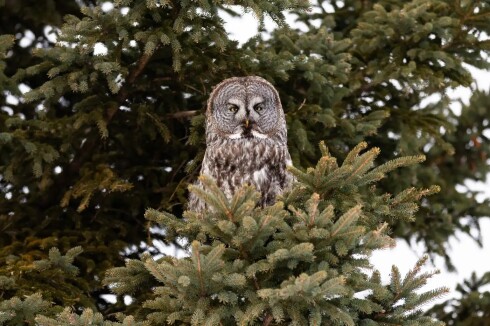 4cbc19-20250203-an-owl-looks-around-from-its-perch-webp1400.jpg