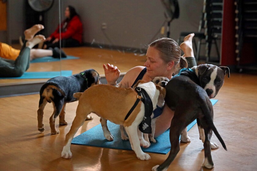 Enthusiastic puppies mob around people trying to do yoga.
