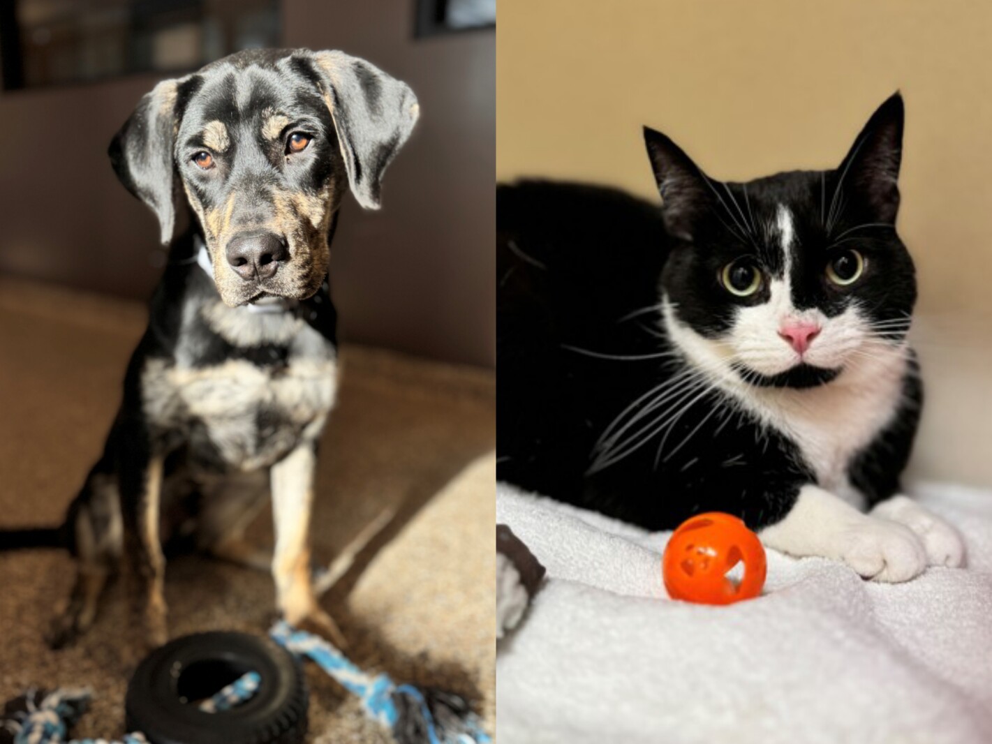 Pets of the Week: Meet Socks and Akiko - Brainerd Dispatch