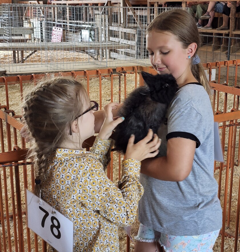 Chloe Snyder, 11, of Windom, shows Snuggles, a Jersey Wooly long-haired rabbit, to another contestant in the 4-H Pet Show Wednesday, Aug. 10, 2022, at the Cottonwood County Fair in Windom.