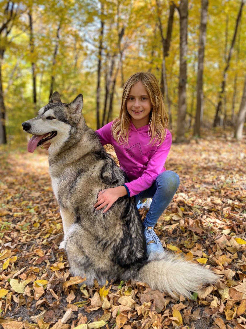 Dog killed by hunter.jpg