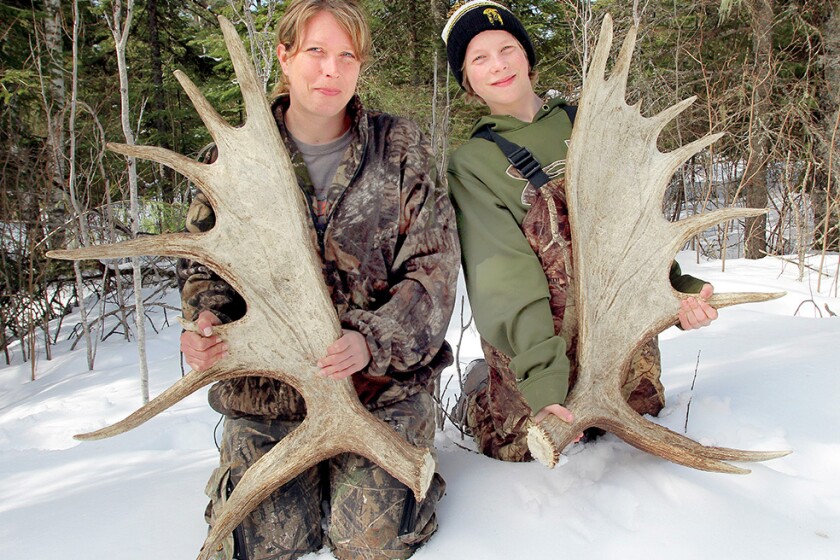Does Moose Lose Their Antlers? Find Out the Remarkable Truth!