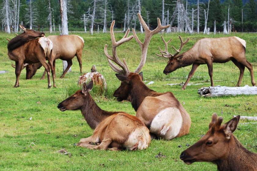 051323-elk-farm-shutterstock.jpg