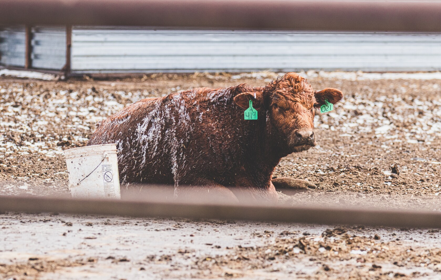 GronsethCattleFarm-54.jpg