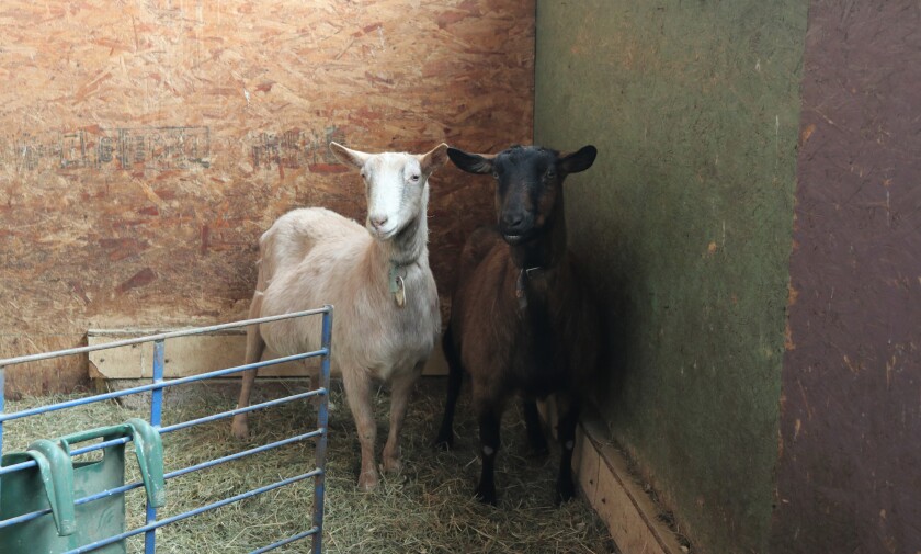 Singing Hills Dairy goats.jpg