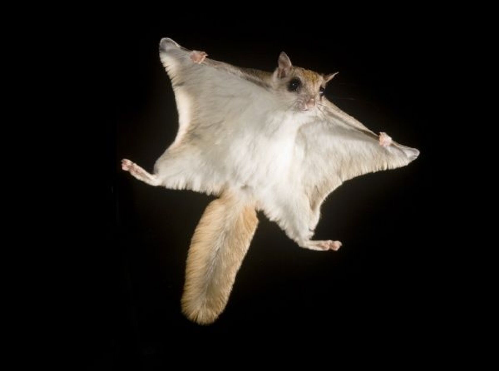 As climate warms, northern flying squirrels are moving out of the