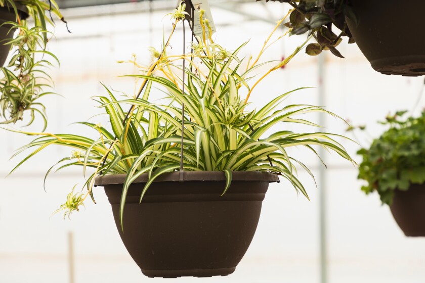 SpiderPlant082325.jpg