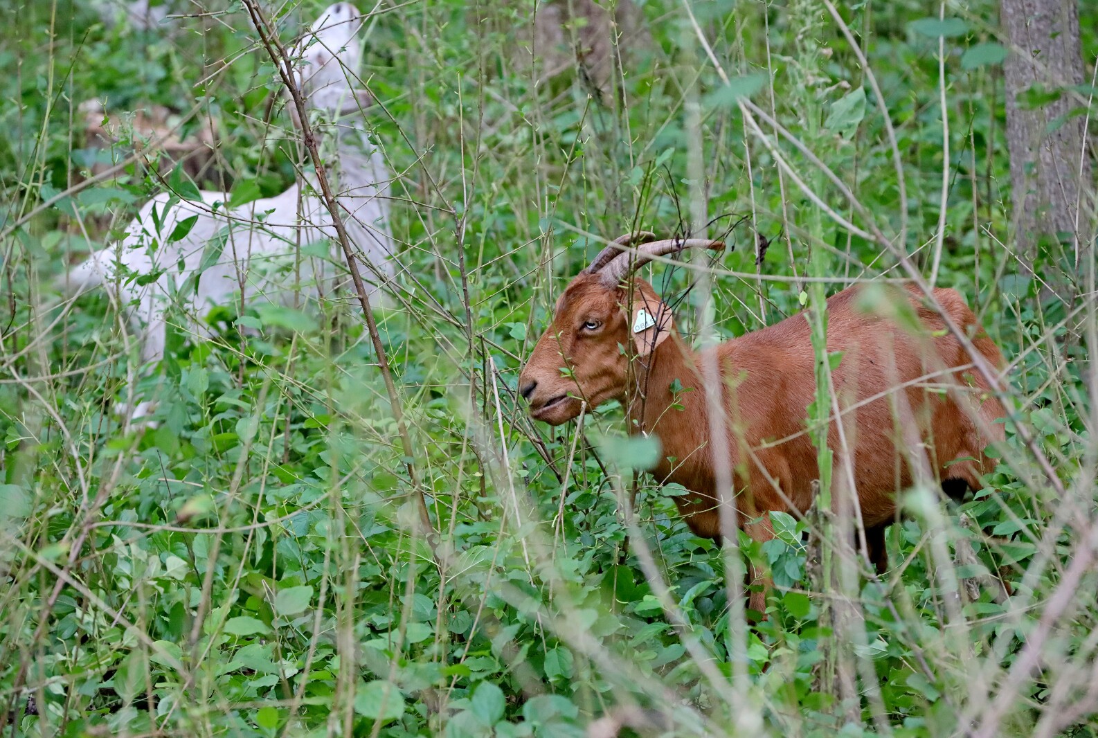 Goats munch on area foliage.