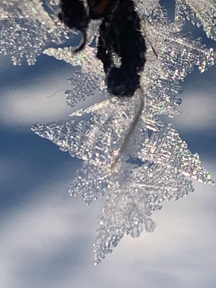 Frosty Morning.jpeg