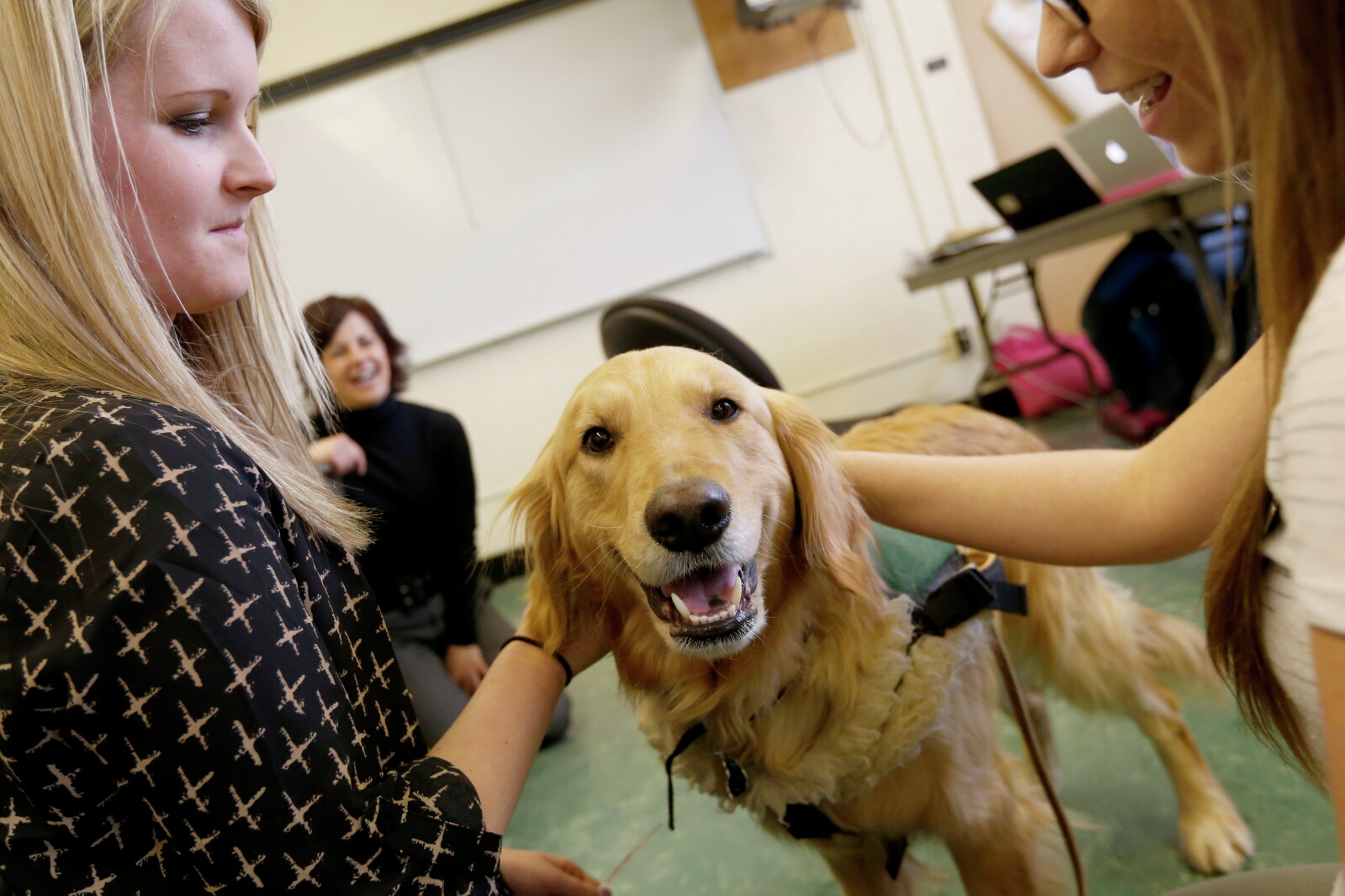 School service dog enjoys work Jamestown Sun News, weather, sports