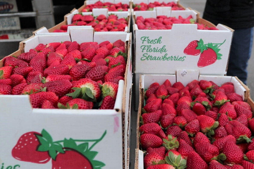 The Fruit Truck Delivers Fruit By The Freight Agweek 1 Source For The fruit truck delivers fruit by the freight agweek 1 source for