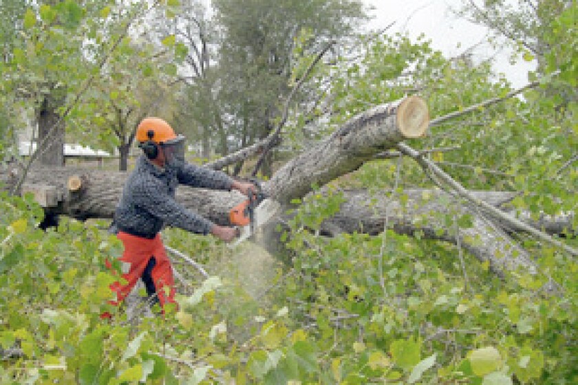 Tree removal