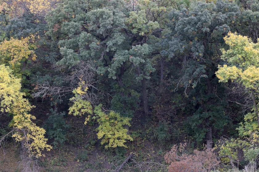 fall colors 092222.jpg