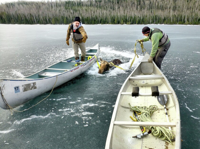 3278046+041117.N.DNT_.MOOSERESCUEc2.jpg