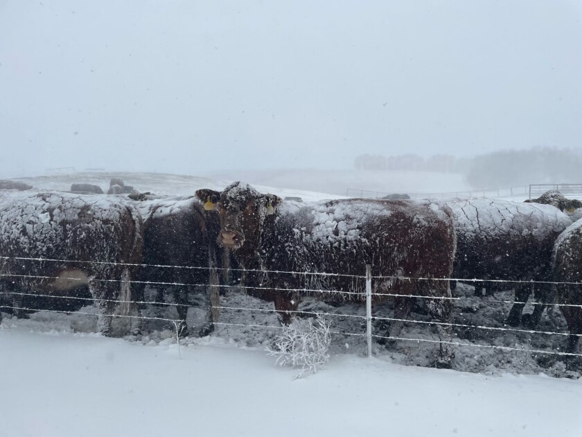 Cattle may face an influx in health issues due to the spring blizzard that made its way through the region. Photo submitted by the Schmidt's