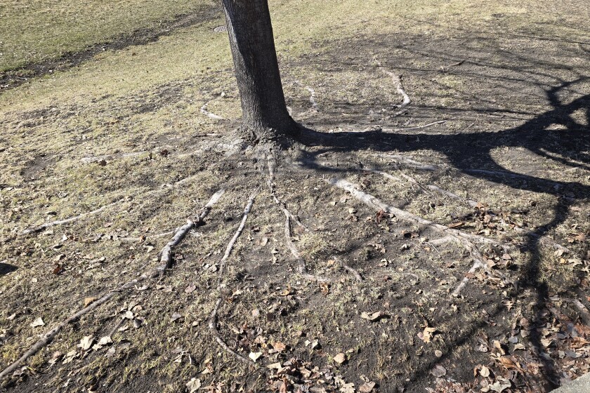 How to take care of exposed maple roots - InForum | Fargo, Moorhead and ...