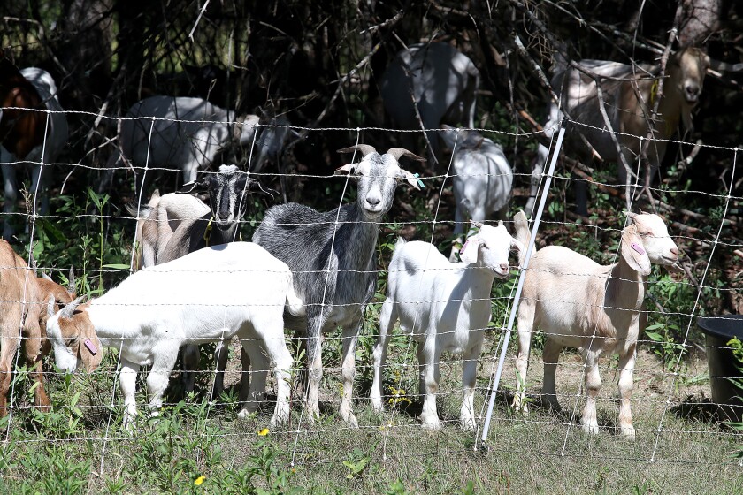 Some of the buckthorn grazing goats look up from their paddock in the Brule River State Forest