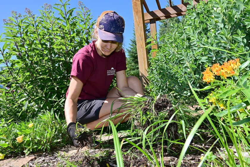 A master gardener volunteer kneeling to weed a garden at the Northland Arboretum