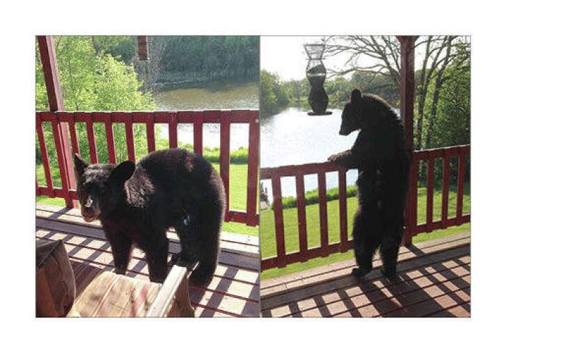 Bear on deck
