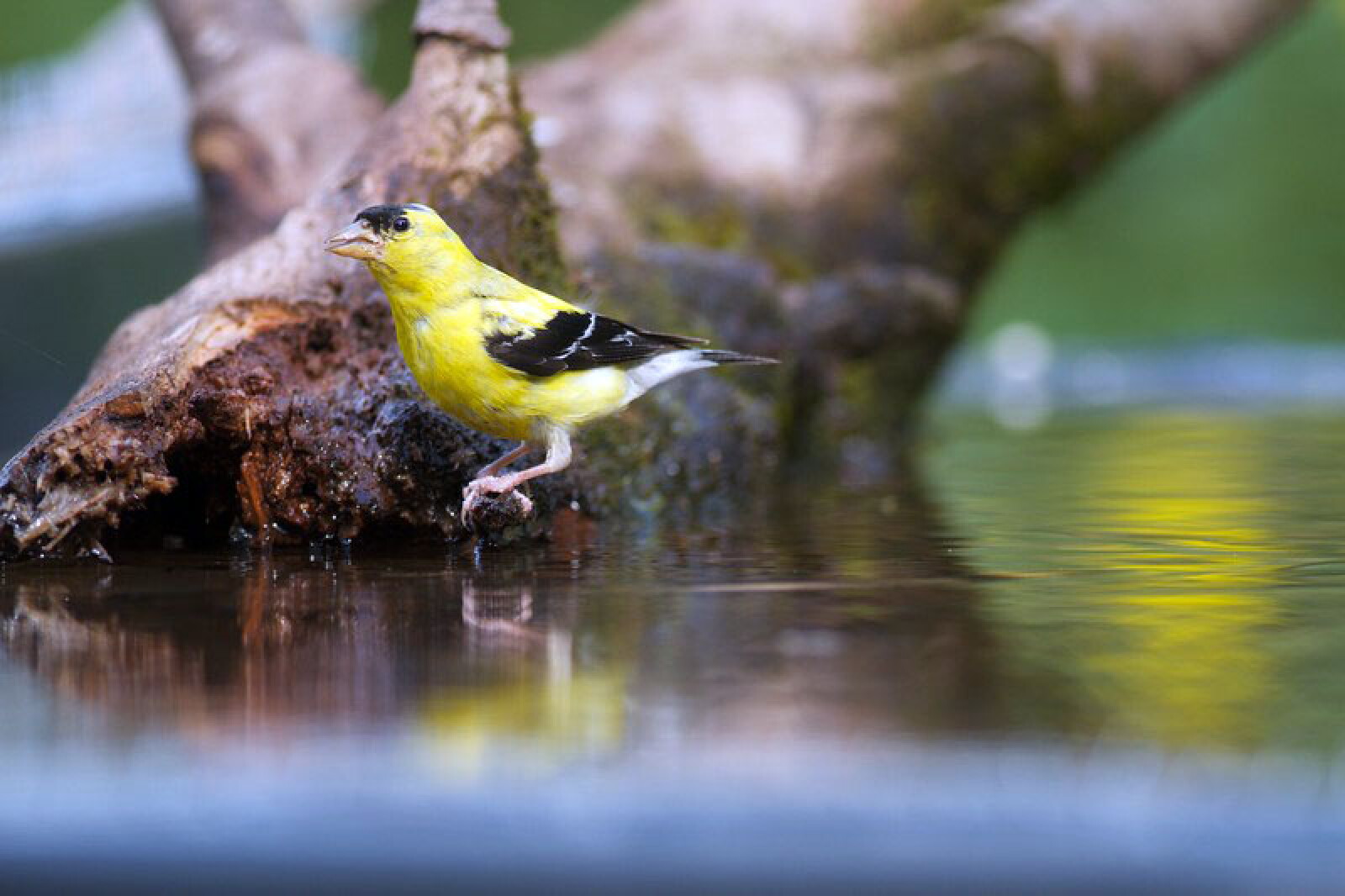 Northland Nature: Goldfinches wait until late summer to nest