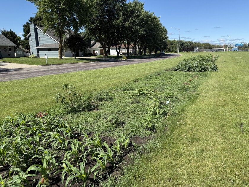 Community Garden at Minnesota West