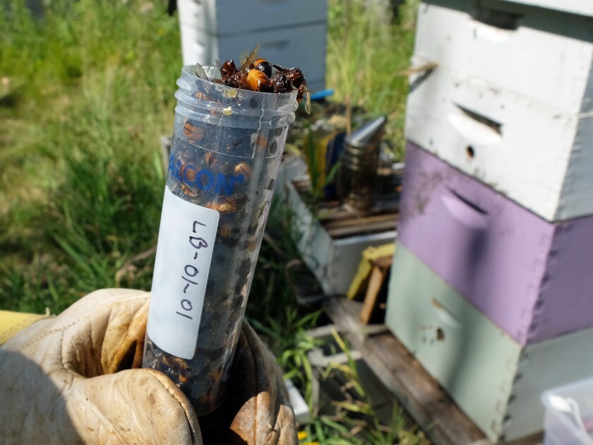 mprhoney-dna-test-04-821.jpg