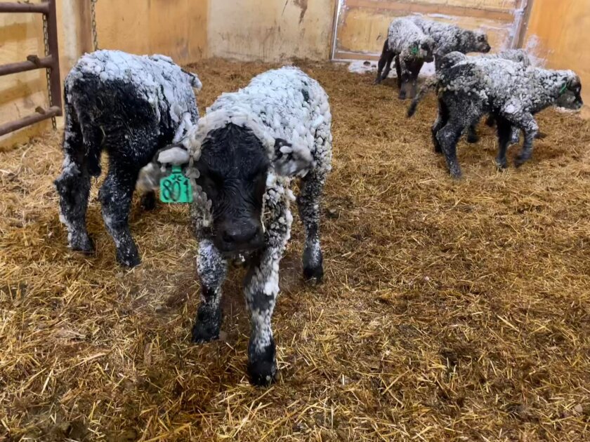 Snow covered Black Angus calves warm up in a barn on Thursday, April 14, 2022, at JC Farms in Adams County, North Dakota.