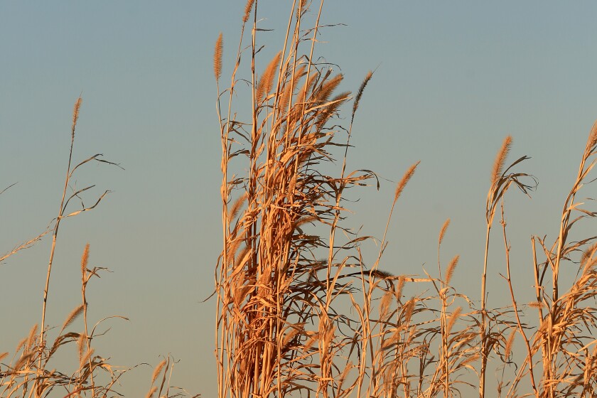 120920 N DG grass Dovray S2.jpg