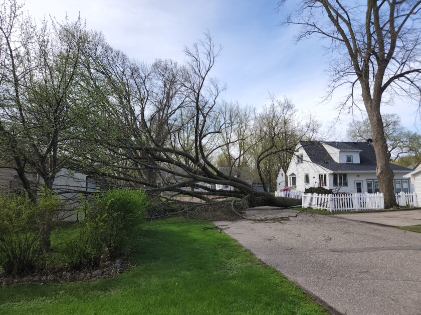 A large deciduous tree that fell on top of a fence and across the street on Litchfield Avenue North in Litchfield.