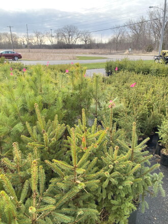 Swcd Tree Sale Kandiyohi County SWCD continues to support trees as a soil and wildlife ...