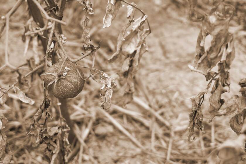091022-dead-tomatoes-shutterstock.jpg