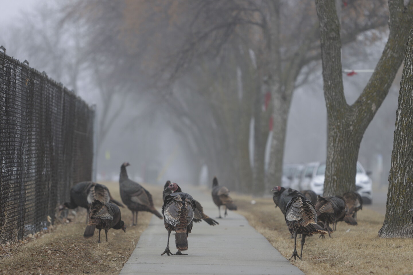 Turkeys In Minnesota February InFocus - InForum | Fargo, Moorhead and West Fargo news ...