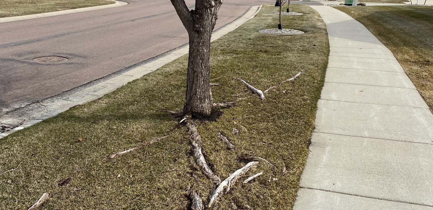 Tree Roots In Lawn What to do when tree roots start to emerge in the lawn - InForum ...