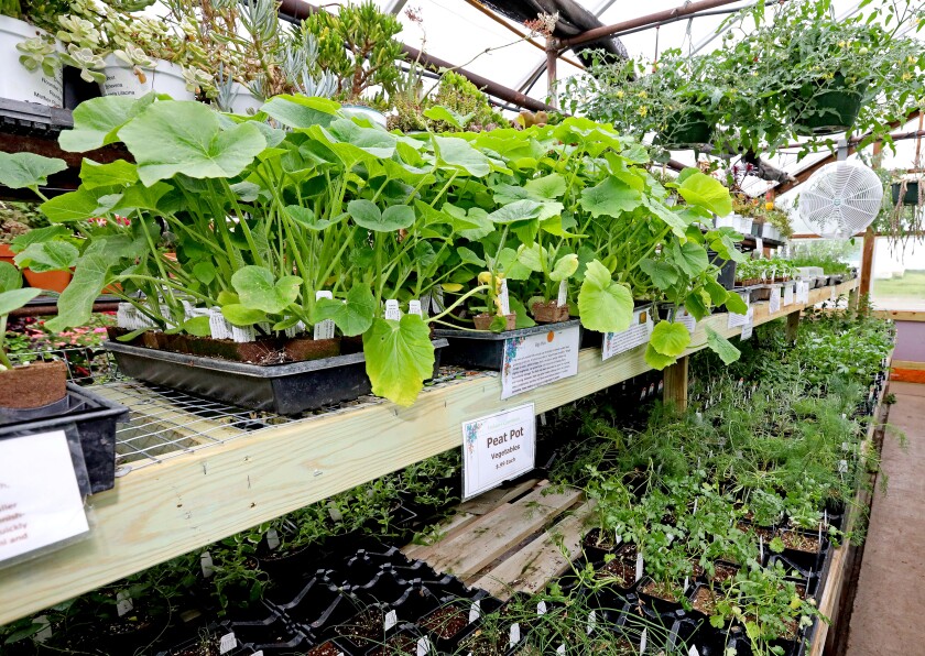 Chilly temps, sandy soil challenge area gardeners - Brainerd Dispatch 5 A variety of vegetable plants are on the shelves in the greenhouse.