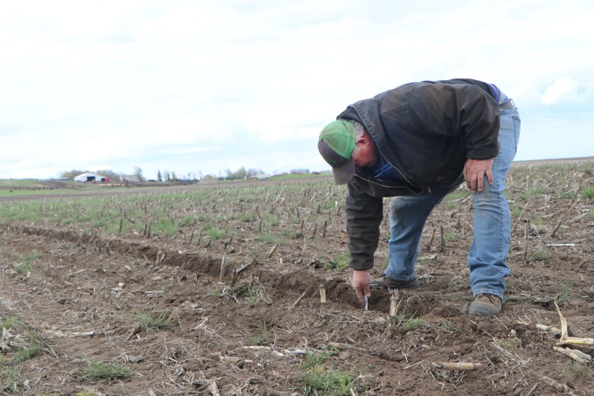 A farmer leans over to check corn seed placement, his foot near planting wheel marker furrow.