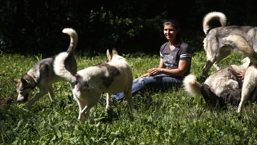 Woman smiling as she's circled by multiple dogs.