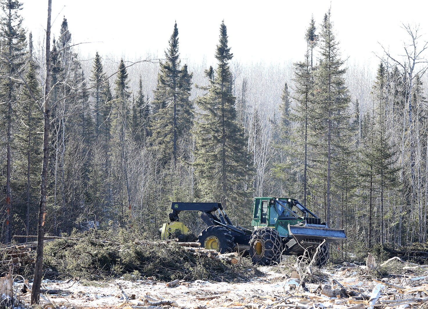 Trump administration moves to allow logging in 62,000 acres of Superior National Forest