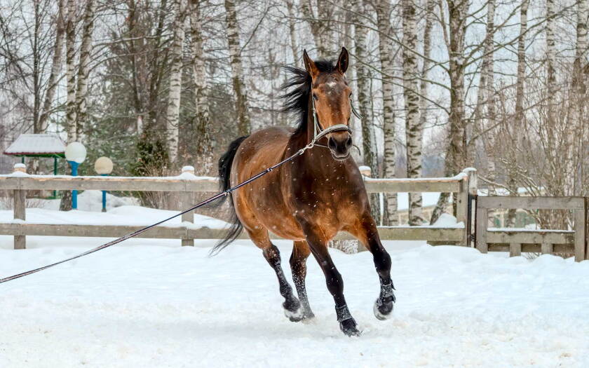 011221_horse-exercise-winter-shutterstock.jpg