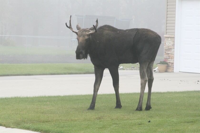 Wayward moose