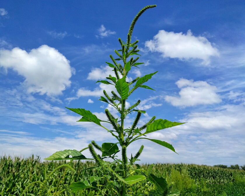 Palmer amaranth towers over a row of soybeans just outside of North Platte, Neb., on Tuesday, Aug. 15, 2017. Nick Nelson / Forum News Service