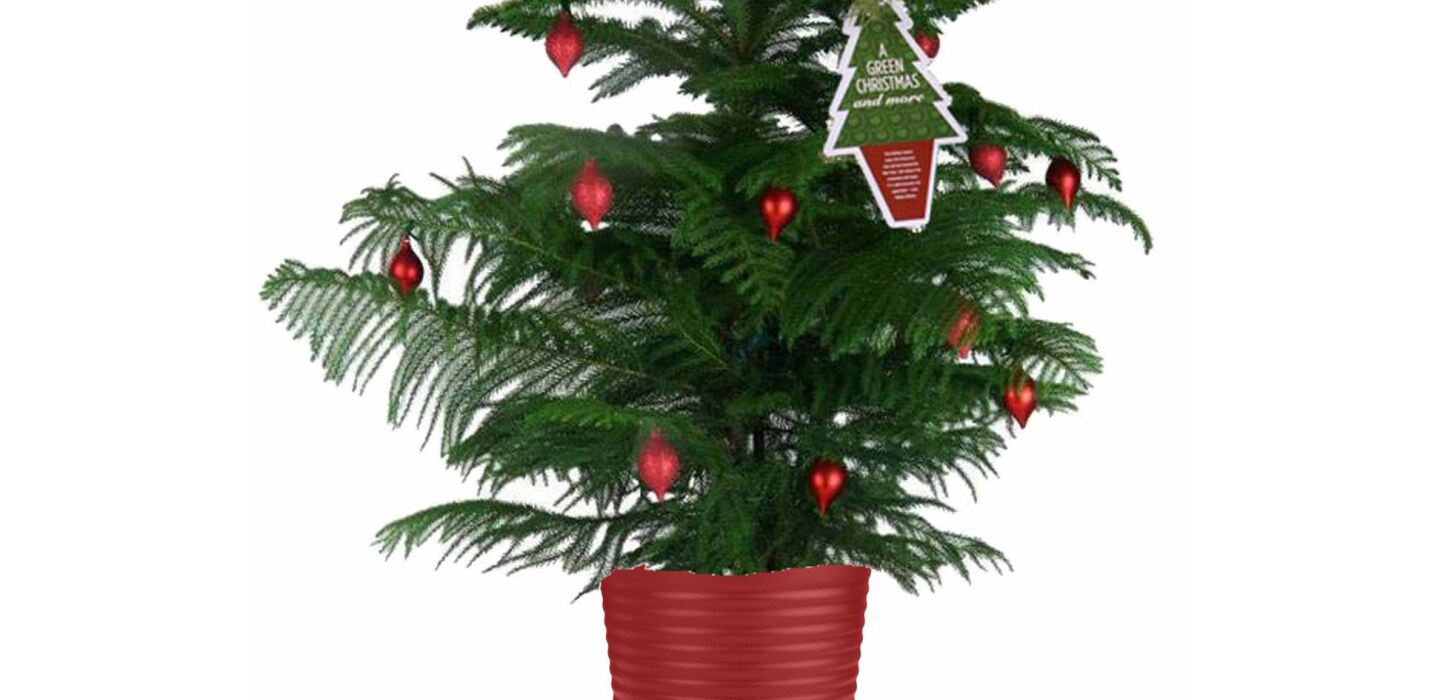 Fielding Questions: Are Norfolk pines poisonous, a chilled Thanksgiving cactus and more - InForum | Fargo, Moorhead and West Fargo news, weather and sports