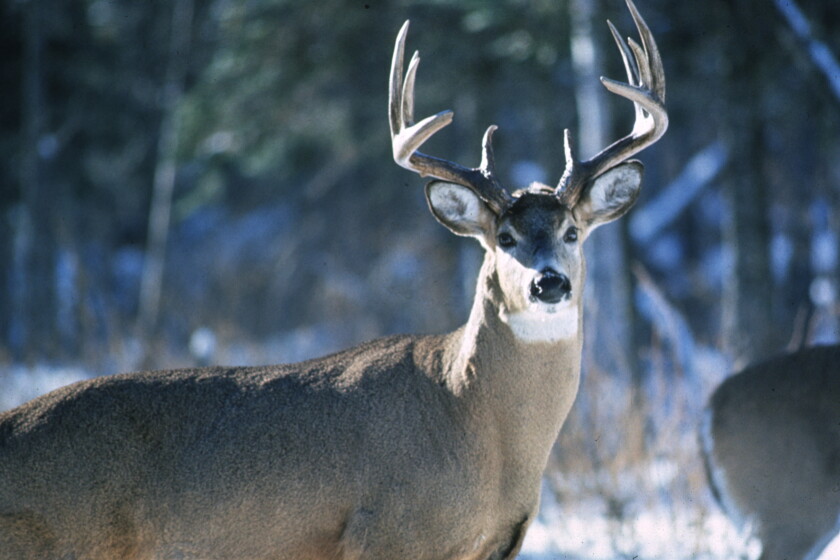 DNR Asking Input On 2021 Deer Hunting Season West Central Tribune dnr-asking-input-on-2021-deer-hunting-season-west-central-tribune