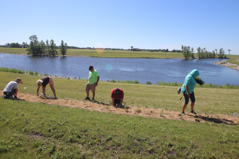 Five people plant greenery in a strip of dead grass.