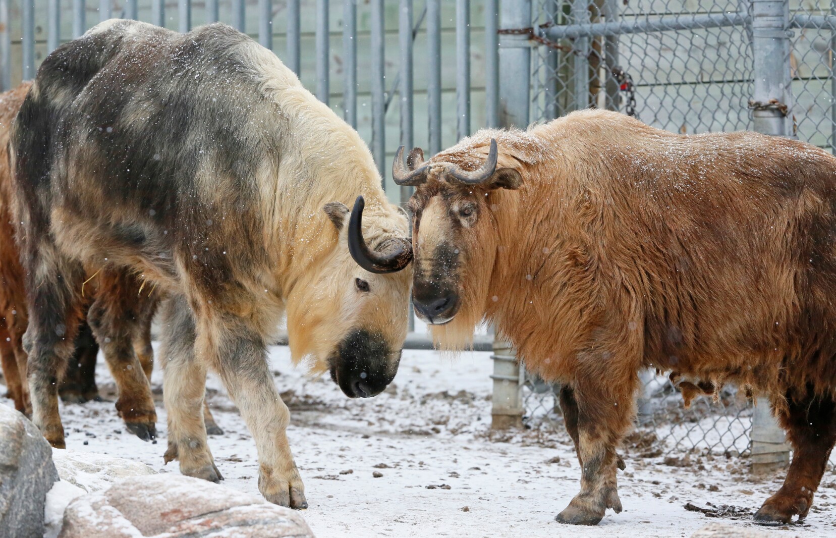 Amazing Red River Zoo Animals Embrace April Snowfall Wallpaper Digital Art Amazing Red River Zoo Animals Embrace April Snowfall Wallpaper Digital Art