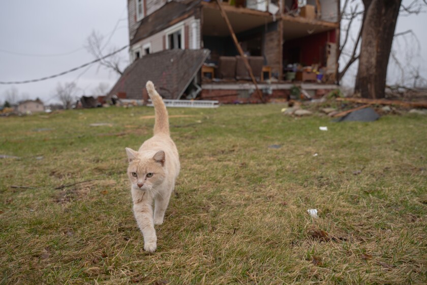 Taopi Storm Damage
