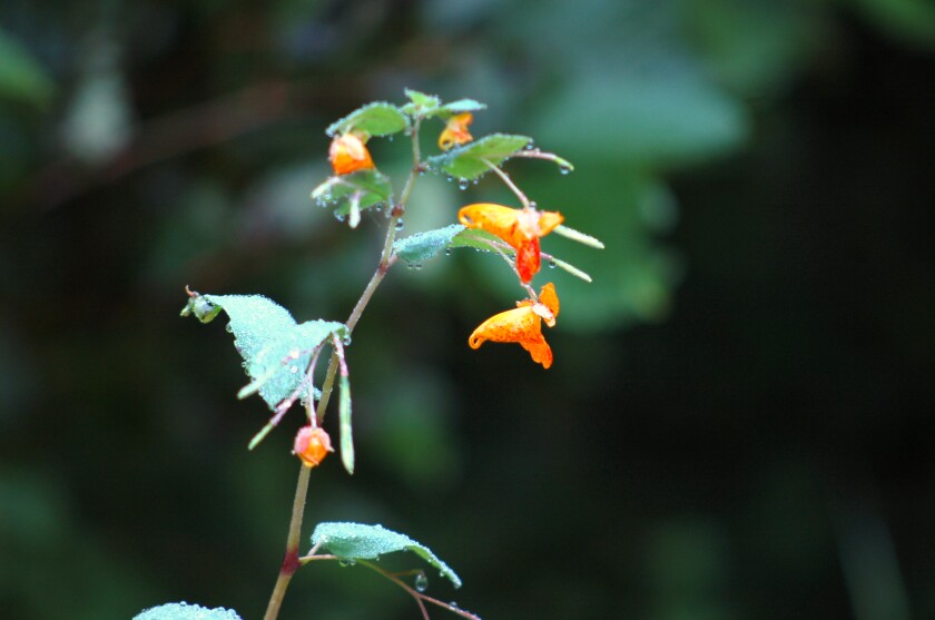 Bright-orange flower with green leaves