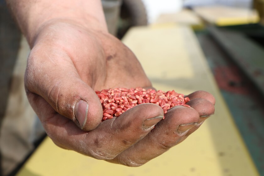 A young but weathered hand holds pink, treated wheat seed in his hand, flanked by a John Deere planter.