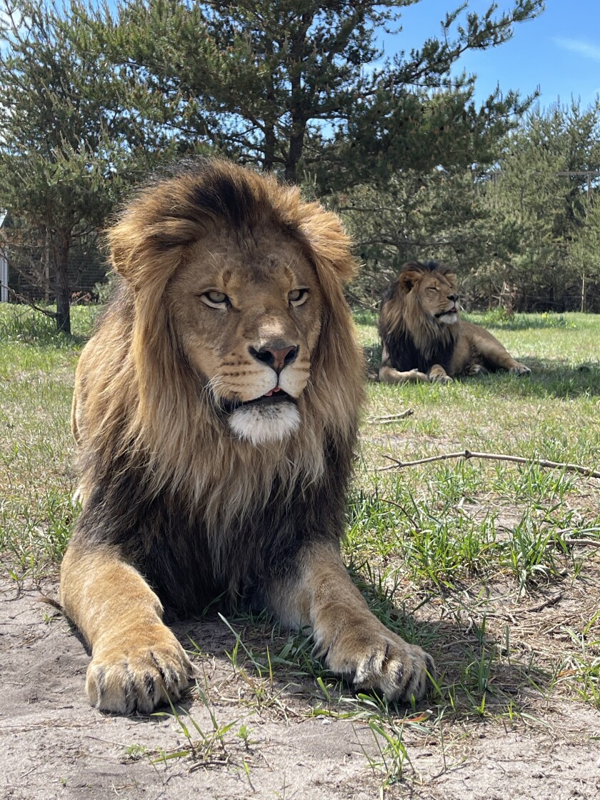 Safari North Wildlife Park lion