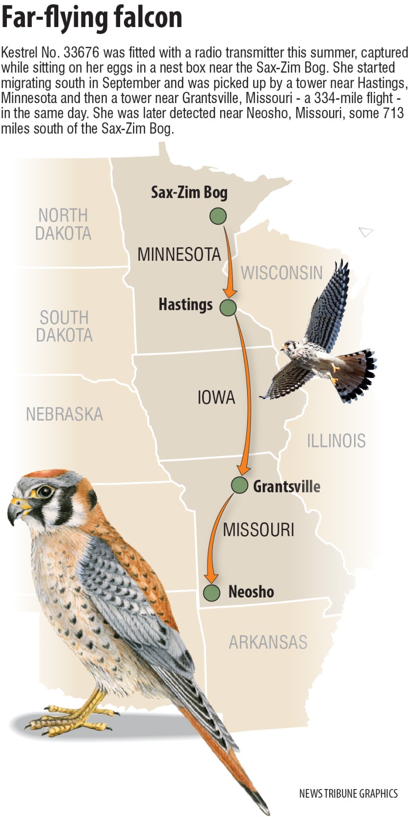 Kestrel migration.jpg