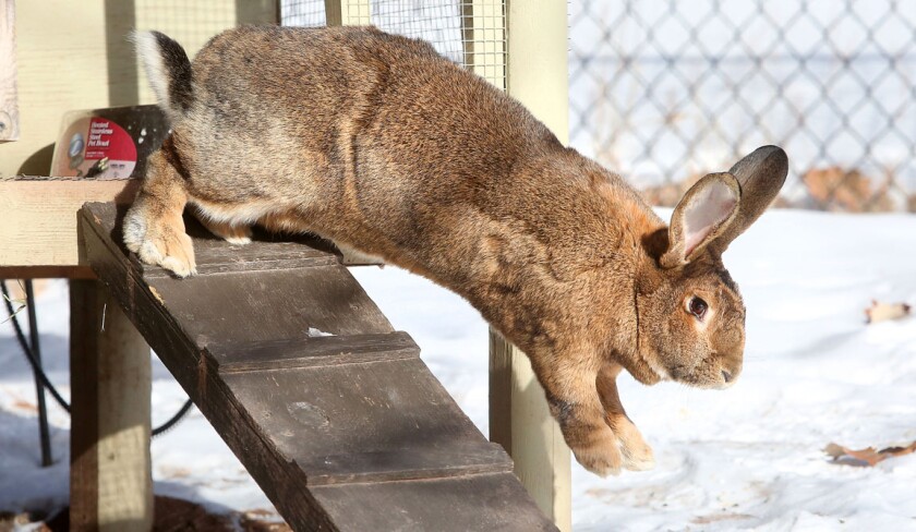 Beatrix the rabbit